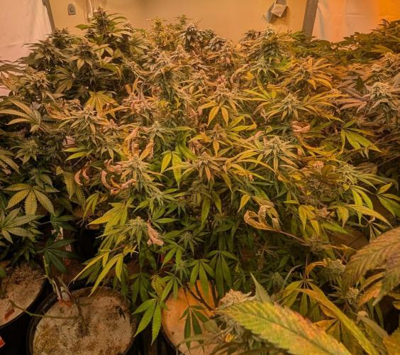 Sunset Sherbet. Week 23