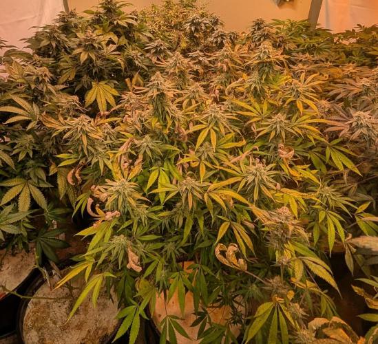 Sunset Sherbet. Week 23