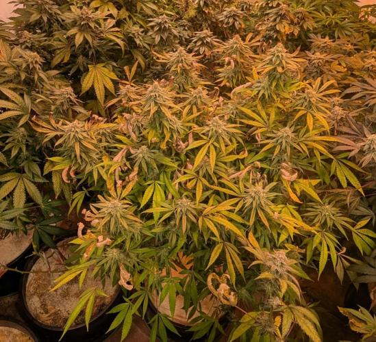 Sunset Sherbet. Week 23