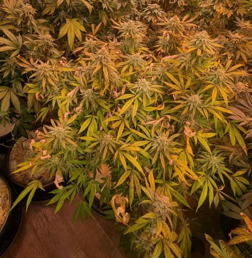 Sunset Sherbet. Week 23
