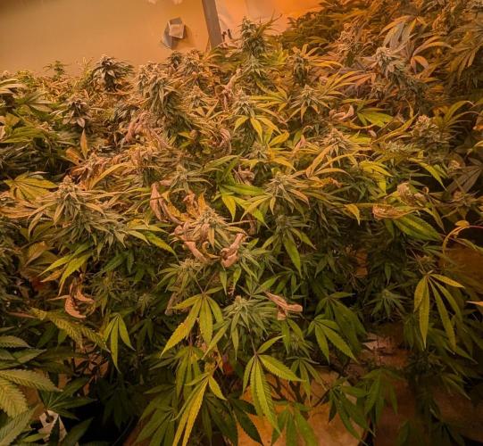 Sunset Sherbet. Week 23