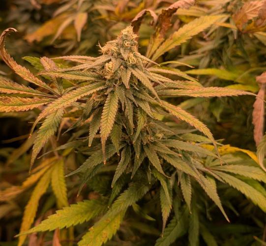 Sunset Sherbet. Week 23