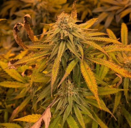 Sunset Sherbet. Week 23