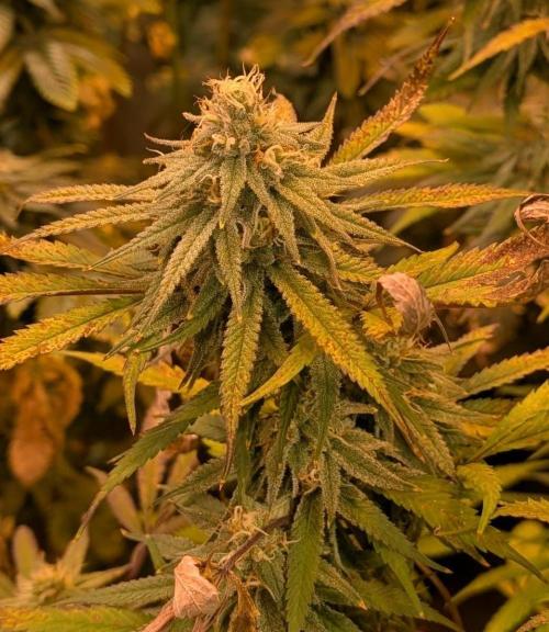 Sunset Sherbet. Week 23