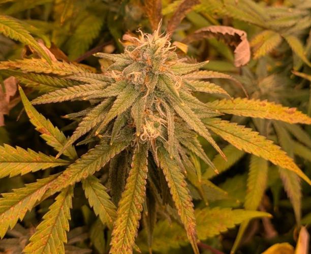 Sunset Sherbet. Week 23