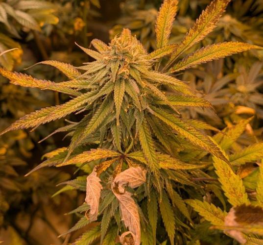 Sunset Sherbet. Week 23