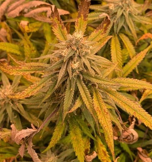 Sunset Sherbet Go Fast. Week 23