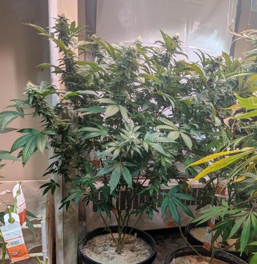 Cereal Milk. Week 23