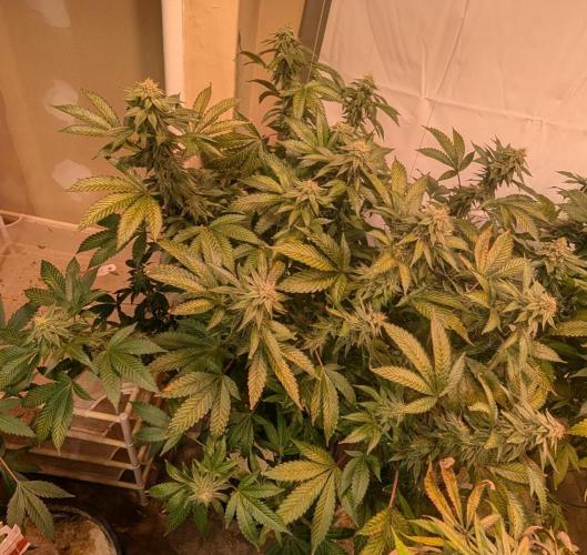 Cereal Milk. Week 23