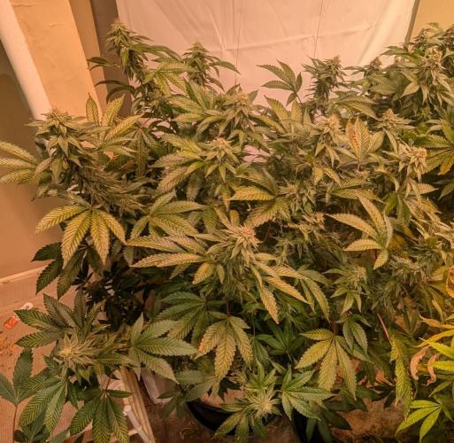 Cereal Milk. Week 23