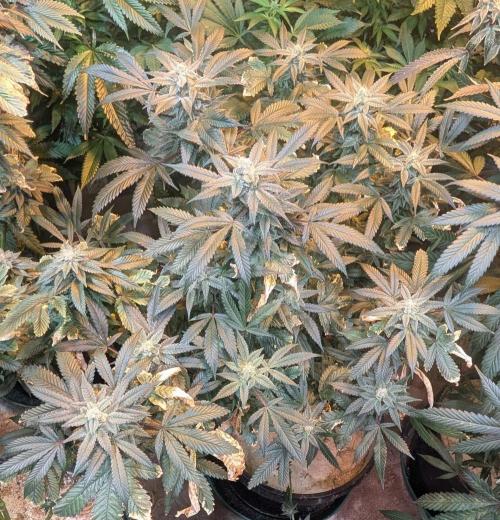 Zoap RosΓ©. Week 23