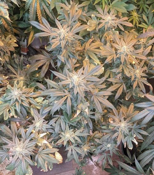Zoap RosΓ©. Week 23