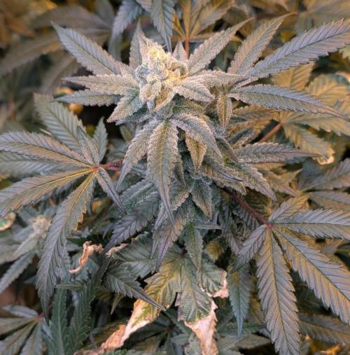 Zoap RosΓ©. Week 23
