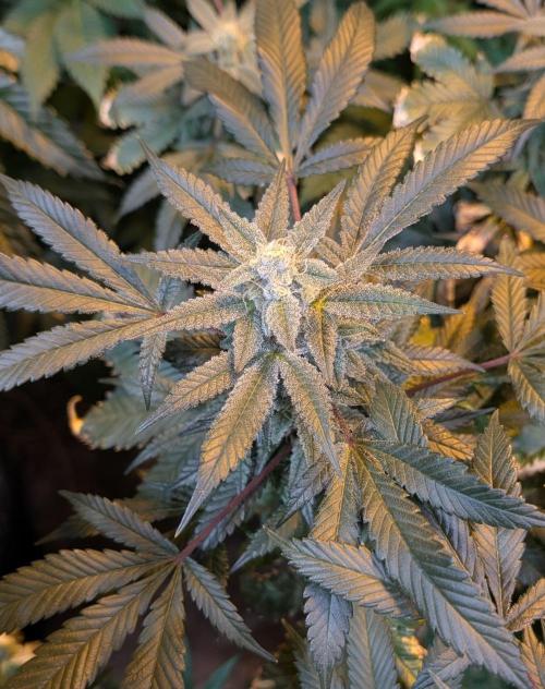 Zoap RosΓ©. Week 23