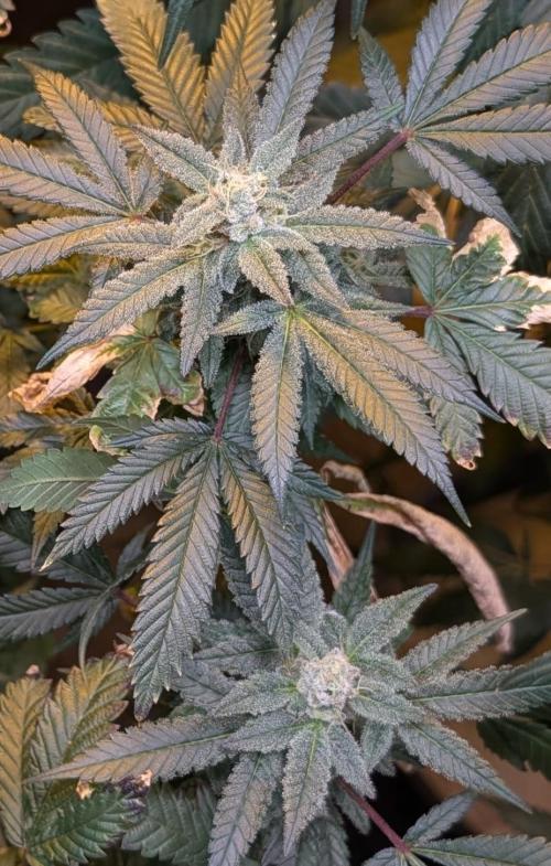 Zoap Rose. Week 23