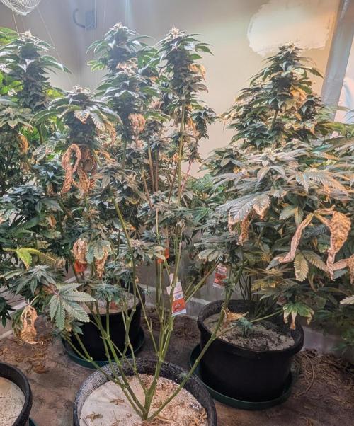 Pink Gelato. Week 23