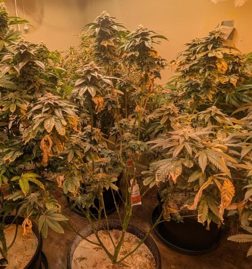 Pink Gelato. Week 23