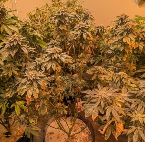 Pink Gelato. Week 23