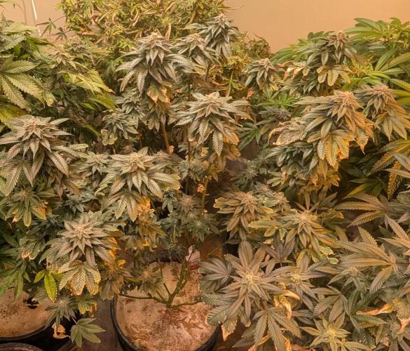 Pink Gelato. Week 23