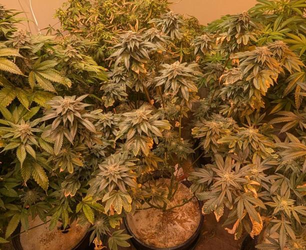 Pink Gelato. Week 23