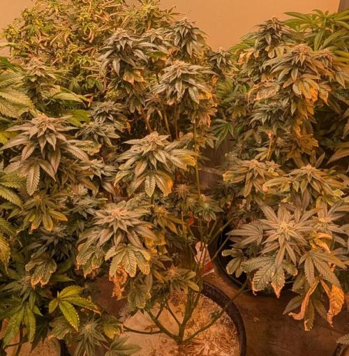 Pink Gelato. Week 23