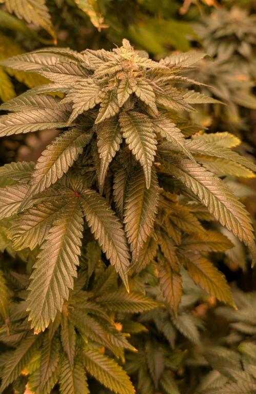 Pink Gelato. Week 23