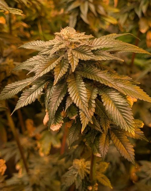 Pink Gelato. Week 23