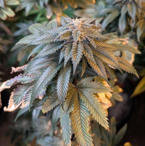 Pink Gelato. Week 23