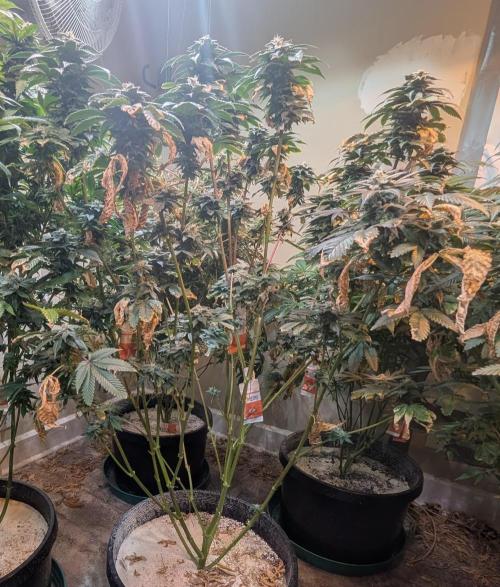 Pink Gelato. Week 23