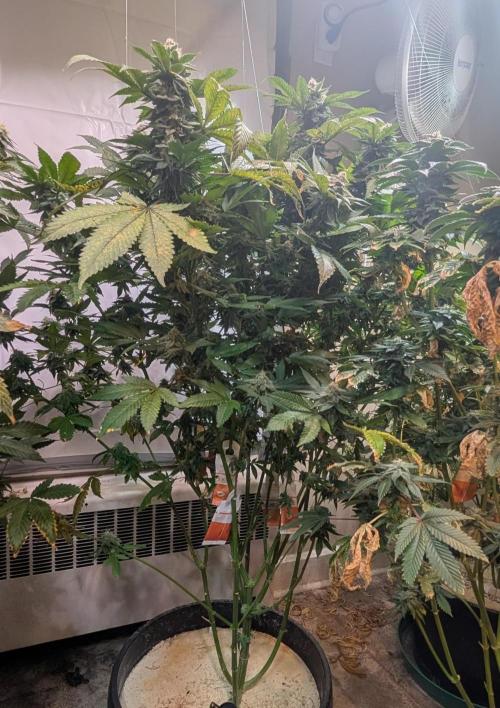 Fruity Pebbles. Week 23