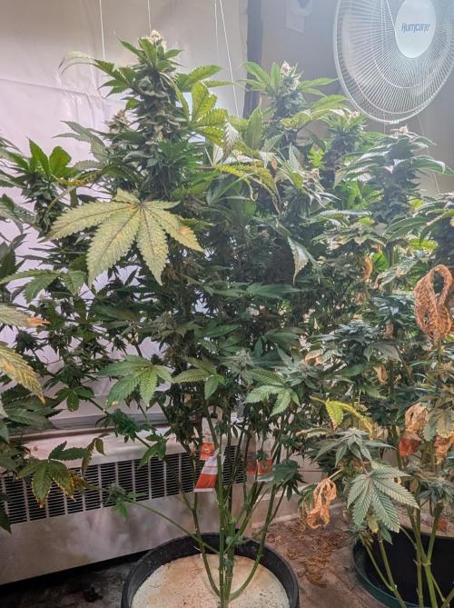 Fruity Pebbles. Week 23