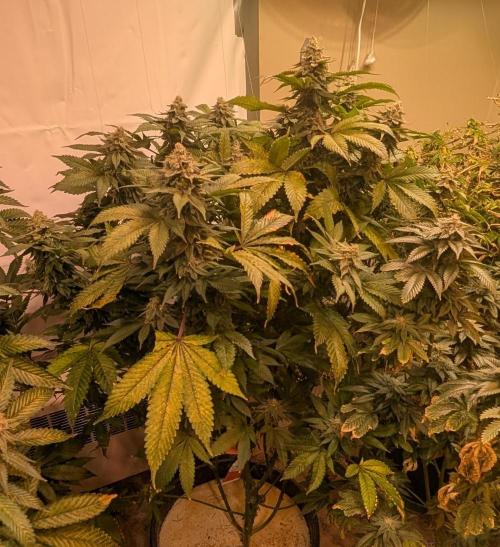 Fruity Pebbles. Week 23
