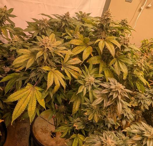 Fruity Pebbles. Week 23