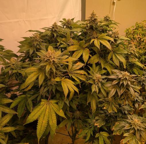 Fruity Pebbles. Week 23