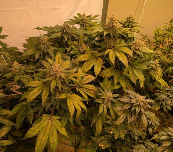 Fruity Pebbles. Week 23