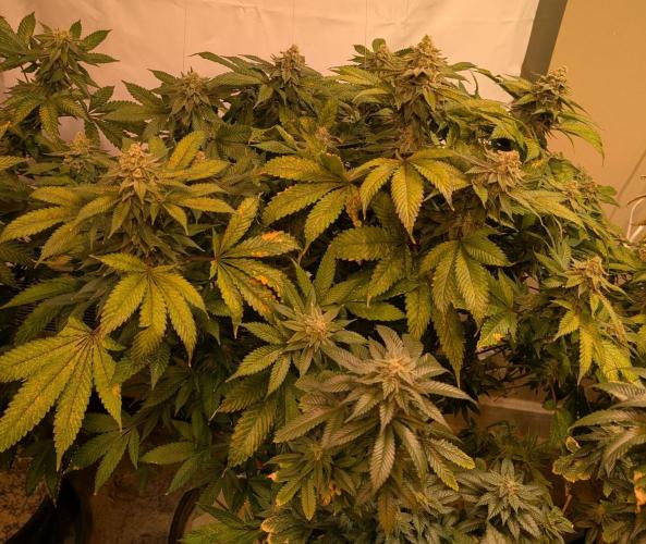 Fruity Pebbles. Week 23