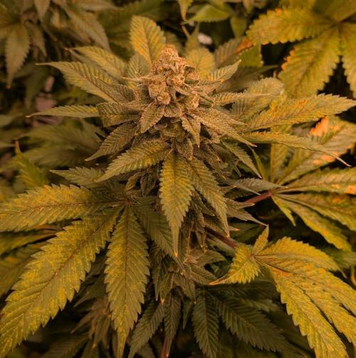 Fruity Pebbles. Week 23