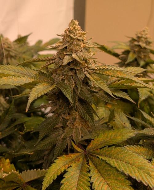 Fruity Pebbles. Week 23