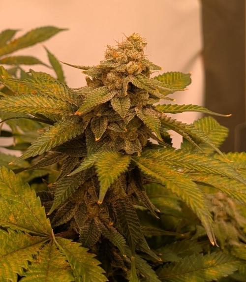 Fruity Pebbles. Week 23