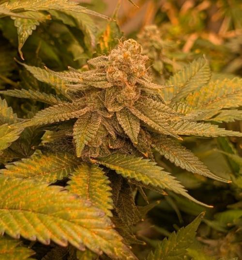 Fruity Pebbles. Week 23