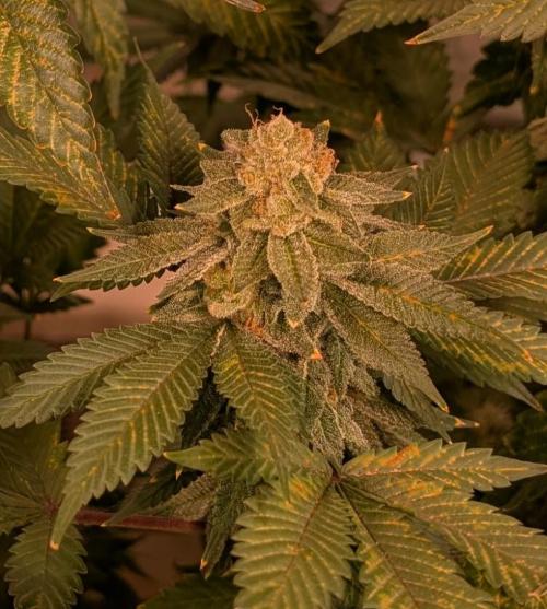 Fruity Pebbles. Week 23