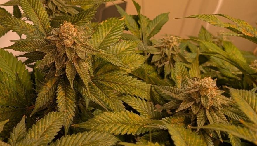 Fruity Pebbles Feminized. Week 23