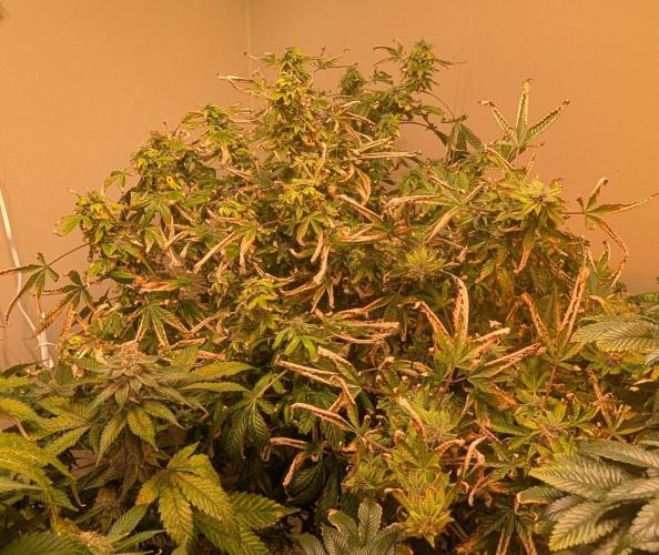 Gushers. Week 23