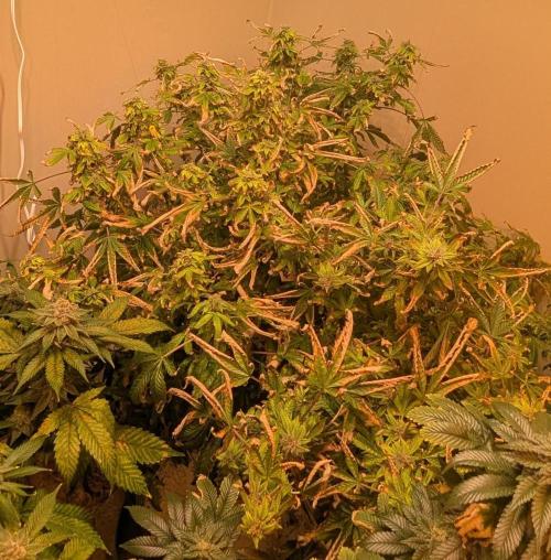 Gushers. Week 23