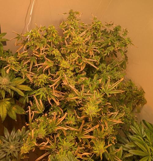 Gushers. Week 23