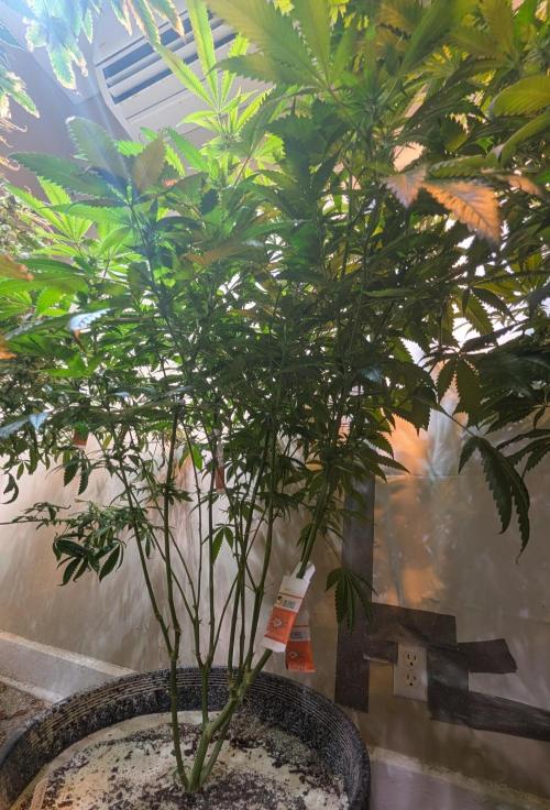 Pellezino Cookies. Week 23