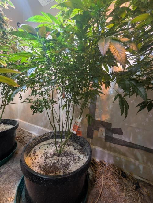 Pellezino Cookies. Week 23