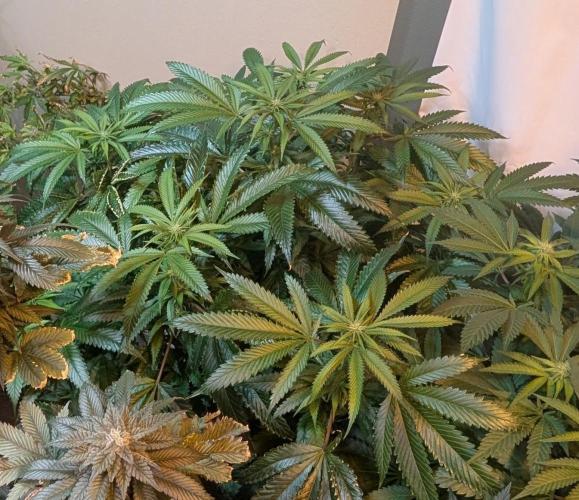 Pellezino Cookies. Week 23