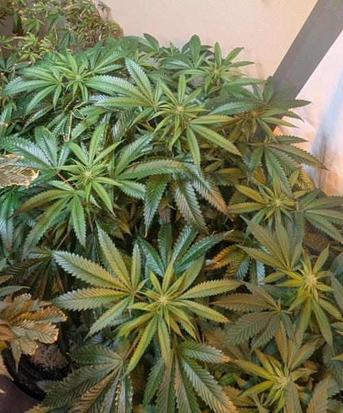 Pellezino Cookies. Week 23