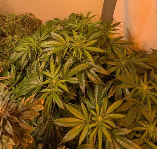 Pellezino Cookies. Week 23